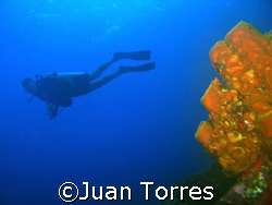 A diver (Eduardo) in Mona Island, Puerto Rico.  Canon S70... by Juan Torres 